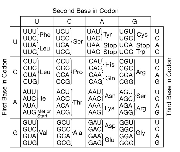 Standard genetic code codon reference table